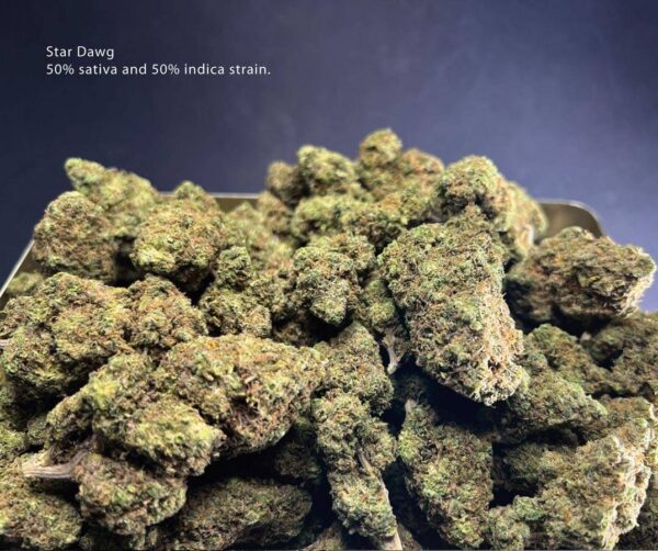 Star Dawg - Image 2