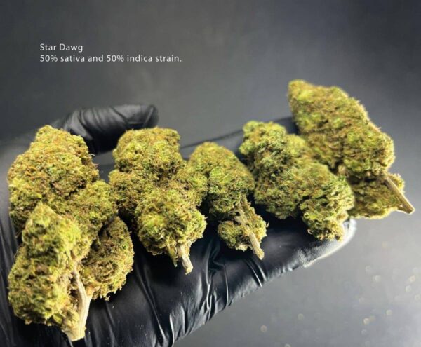Star Dawg - Image 3